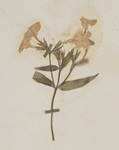 Walter Alexander's Herbarium and plant analysis notebook